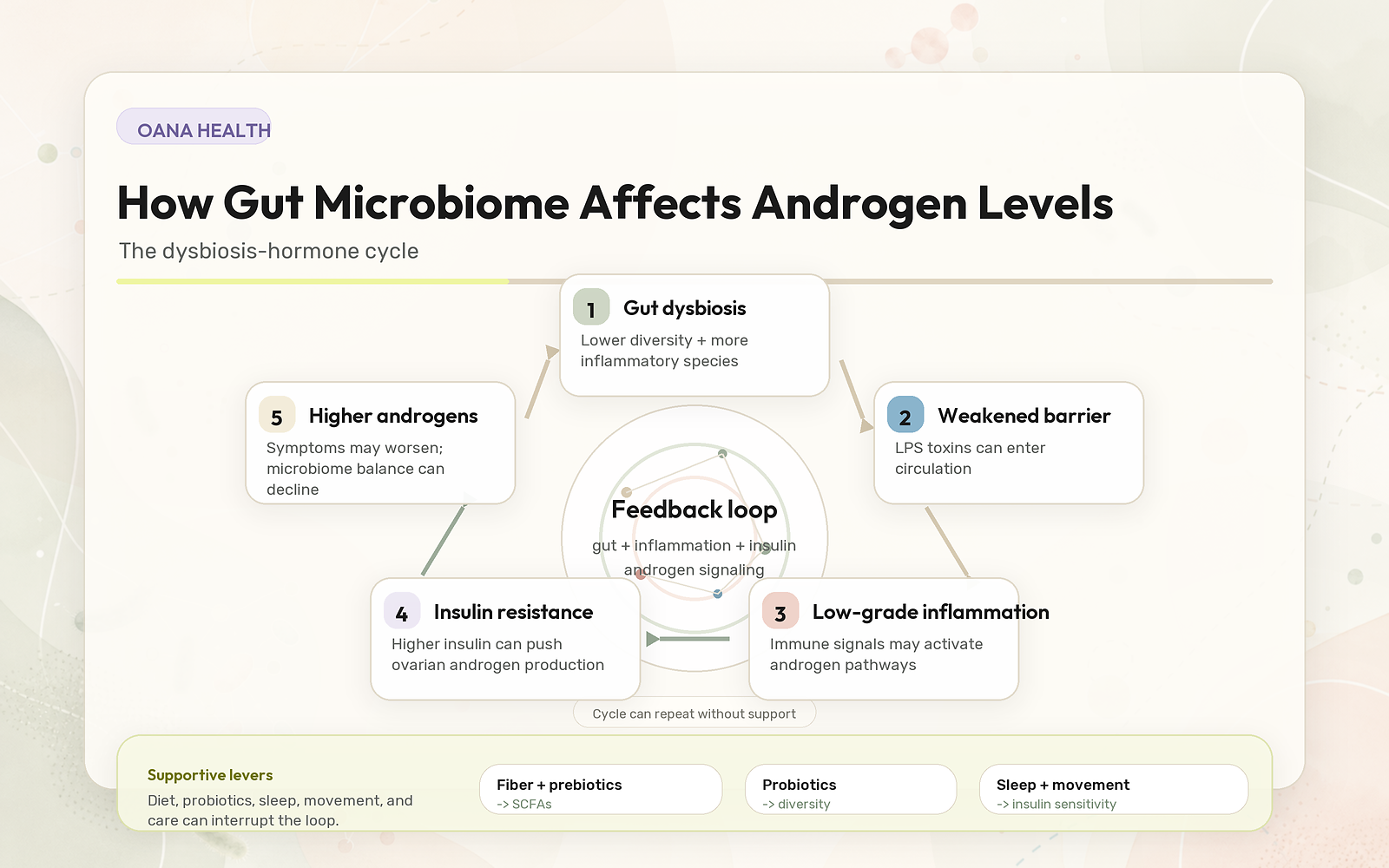 How Gut Microbiome Affects Androgen Levels: The Dysbiosis-Hormone Cycle